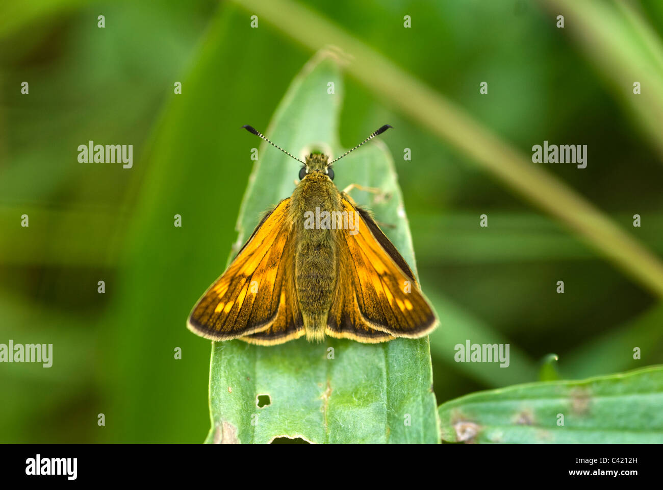 Grand skipper butterfly Banque D'Images