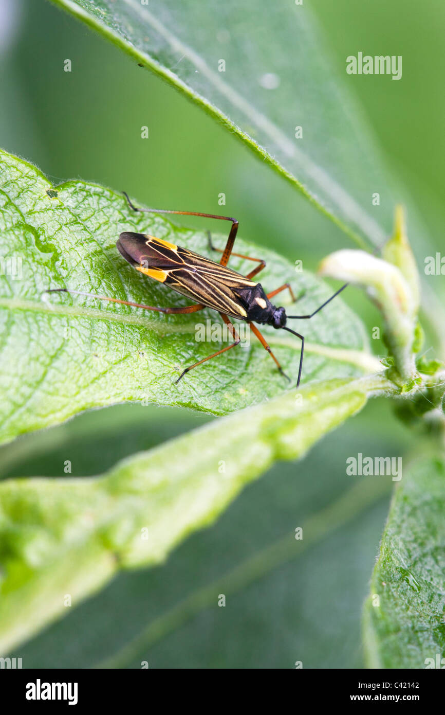 Punaises mirides Miris striatus à au repos sur une feuille Banque D'Images