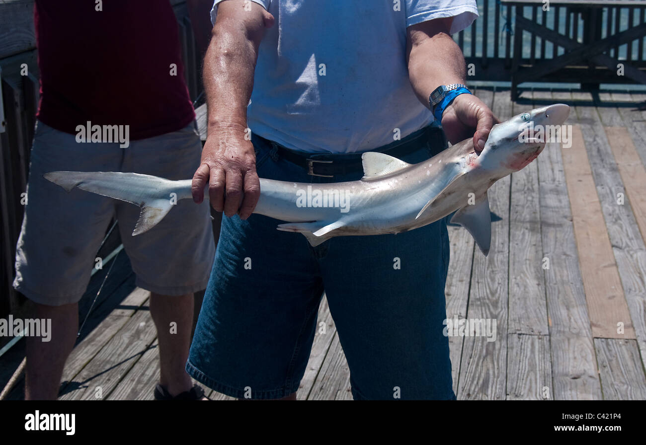 Carcharhinus limbatus requin à pointe noire Banque D'Images