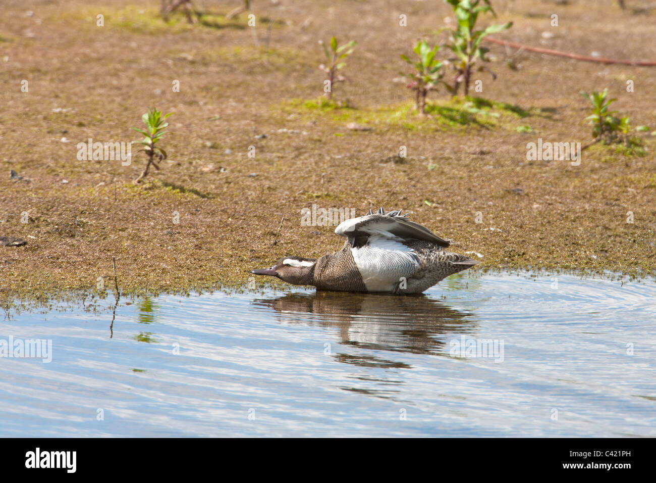 Sarcelle d'été Anas querquedula mâle adulte en plumage nuptial qui s'étend de l'aile Banque D'Images