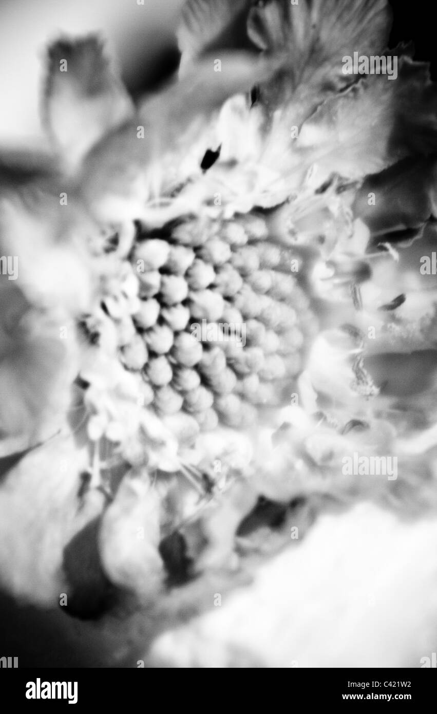 Gros plan de fleur noir et blanc Banque D'Images Gros plan de fleur noir et blanc Banque D'Images