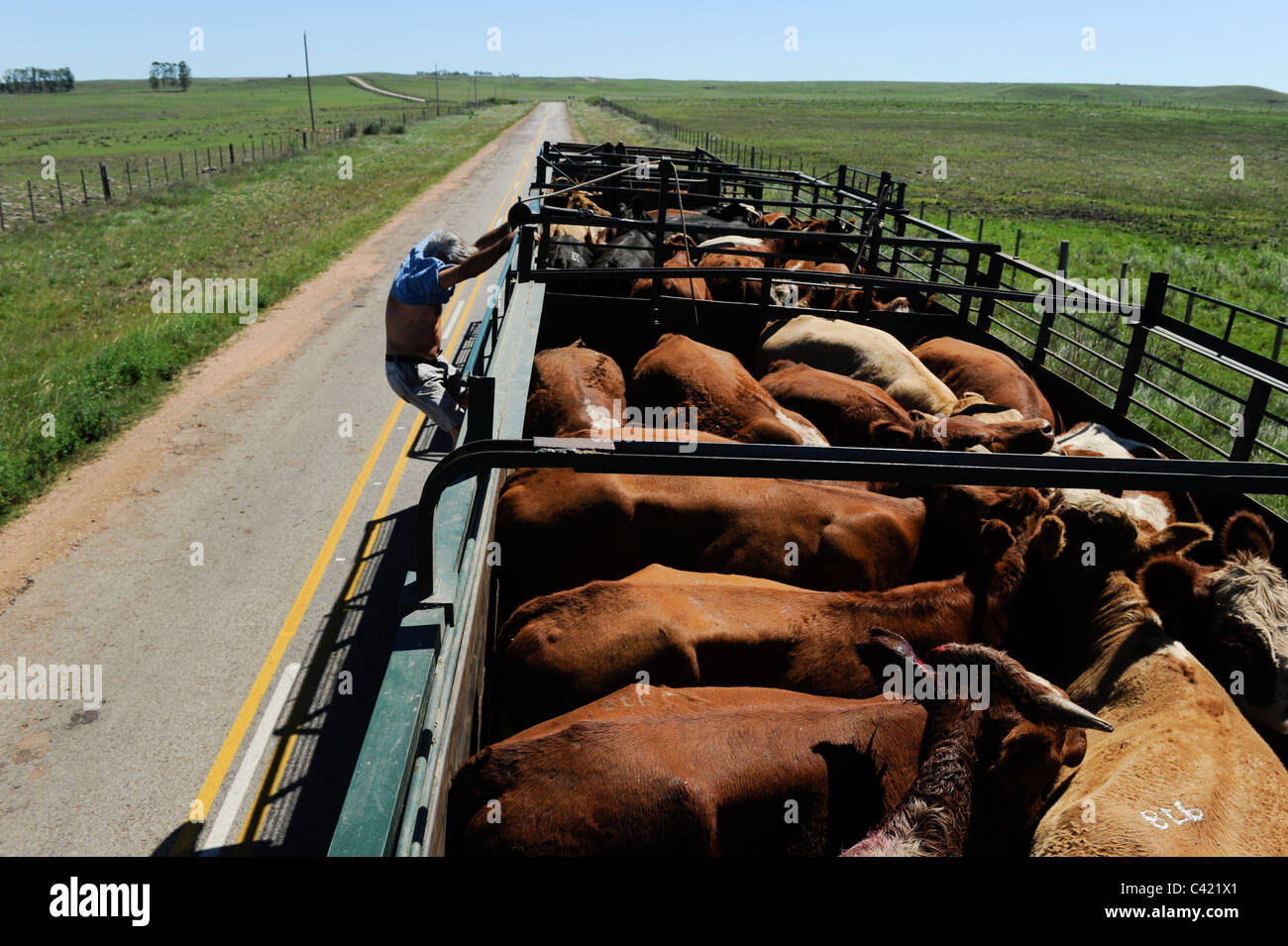Transport de bétail de l'URUGUAY de vaches par camion de la ferme à l'abattoir de MAFRIG Tacuarembo en groupe Banque D'Images