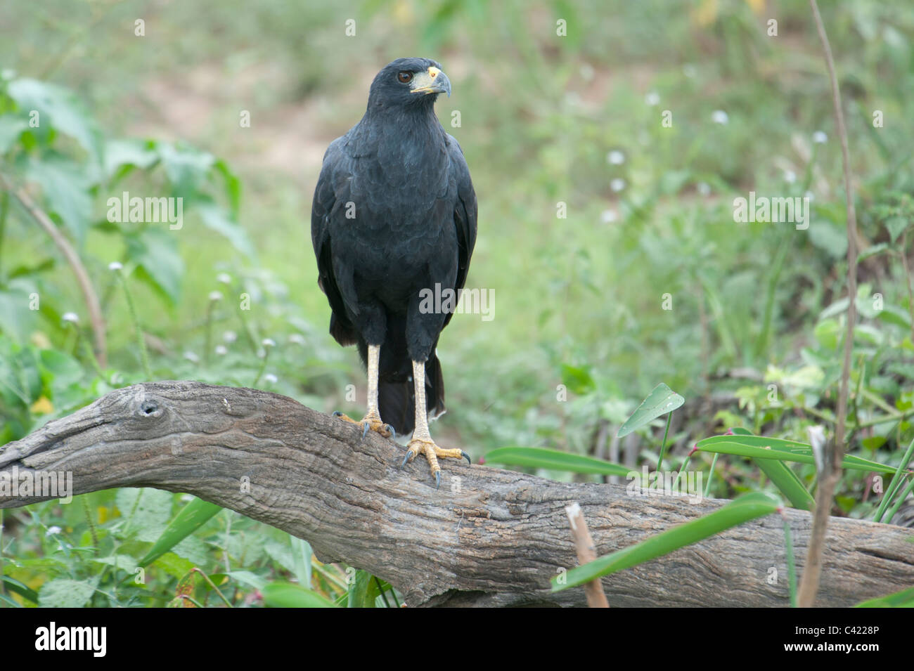 Great Black Hawk (Buteogallus urubitinga) perché sur une branche, le Pantanal, Mato Grosso, Brazi Banque D'Images