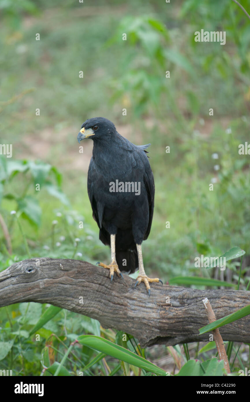 Great Black Hawk (Buteogallus urubitinga) perché sur une branche, le Pantanal, Mato Grosso, Brésil Banque D'Images