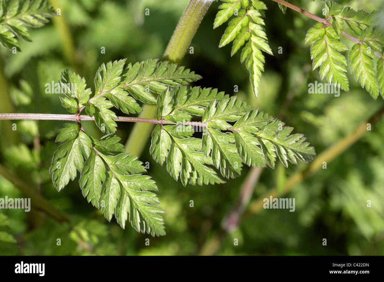 Cow Parsley Leaf, alias wild chervil, Wild beaked parsley et Keck, Anthriscus sylvestris, Apiaceae. Banque D'Images