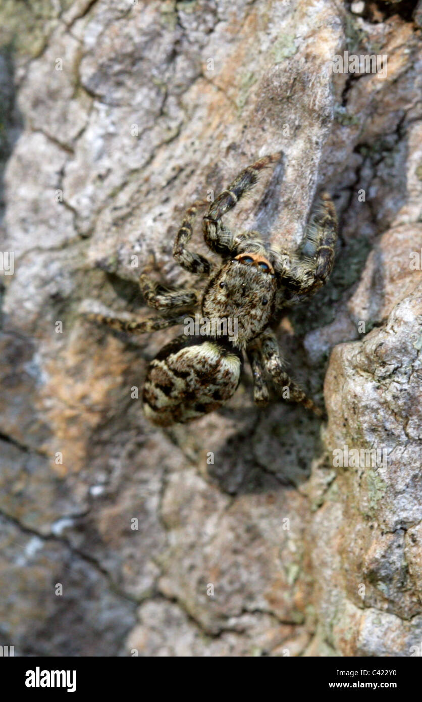 Petite Araignee Sauteuse Marpissa Muscosa D Amphibiens Les Araignees Les Arachnides Bien Camouflee Assis Sur Le Peuplier L Ecorce Des Arbres Photo Stock Alamy