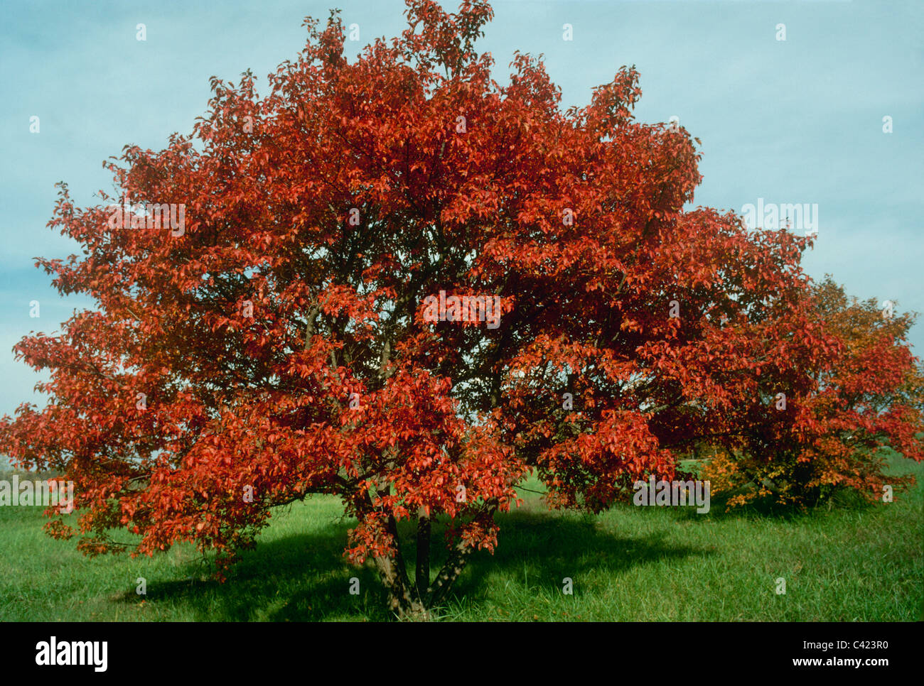 Acer ginnala ou Ginnala, connu pour les feuilles lumineuses de couleur flamme en automne. C'est plus résistant au froid de tous les érables, Midwest USA Banque D'Images