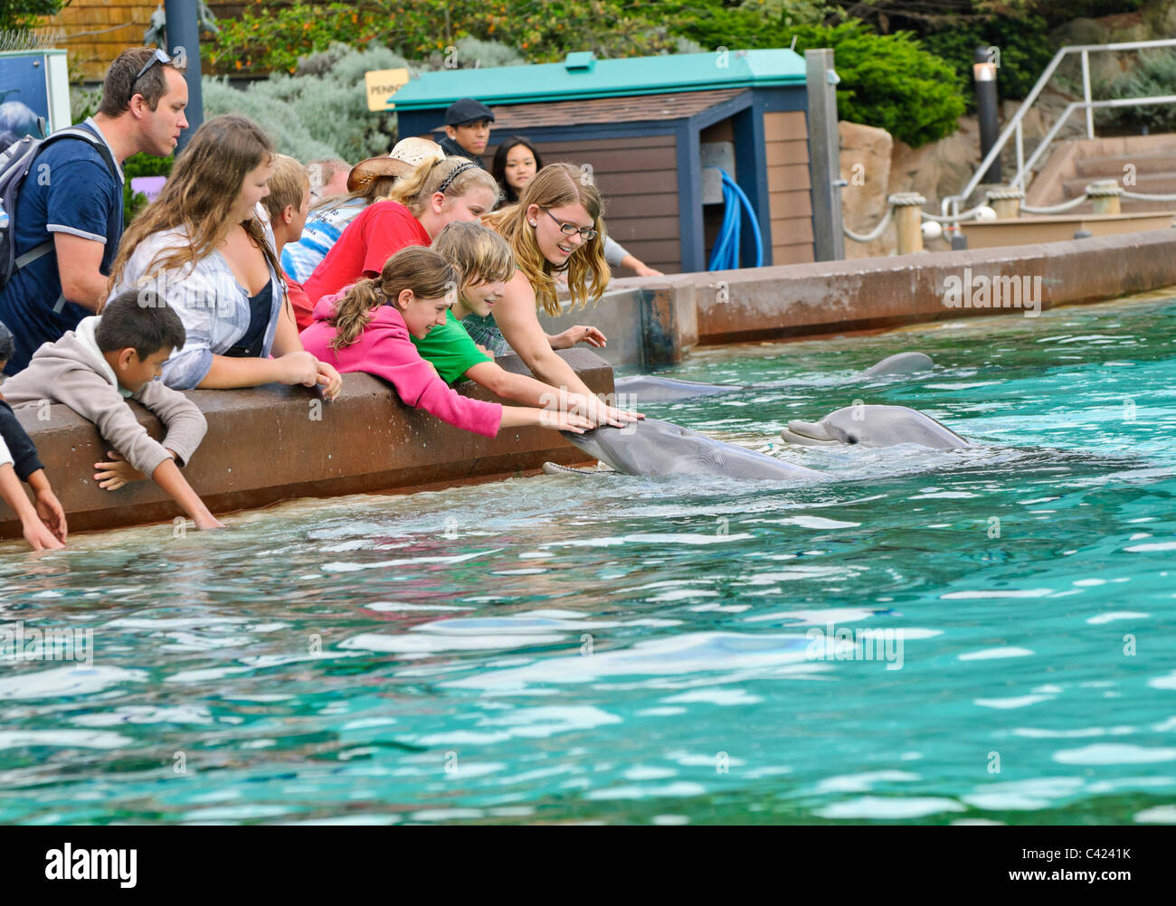 Vous flatter les dauphins au SeaWorld. Banque D'Images