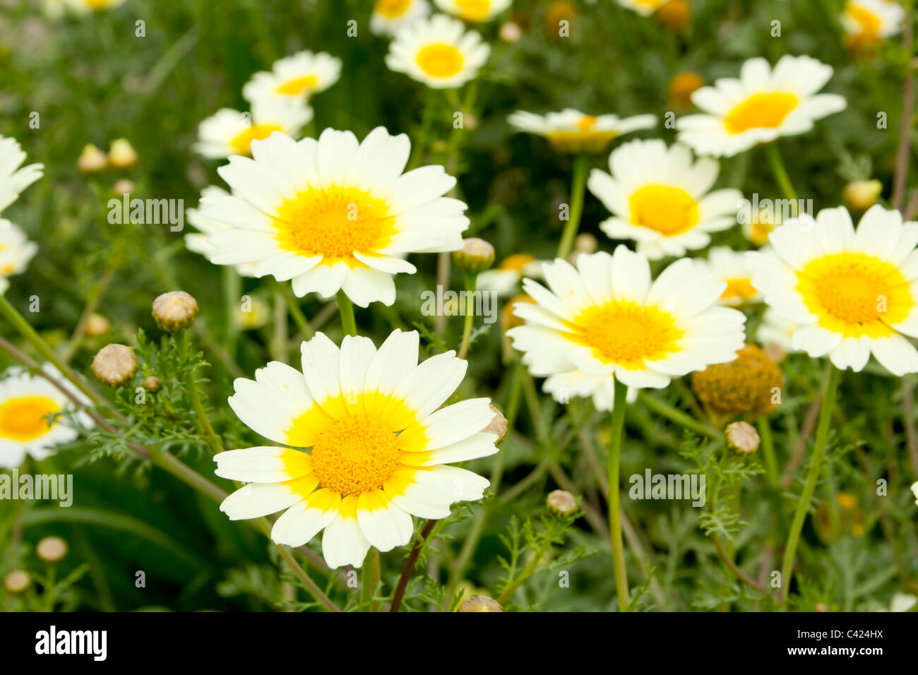 Daisy fleurs de printemps jaune et blanc sur le terrain prés colorés Banque D'Images