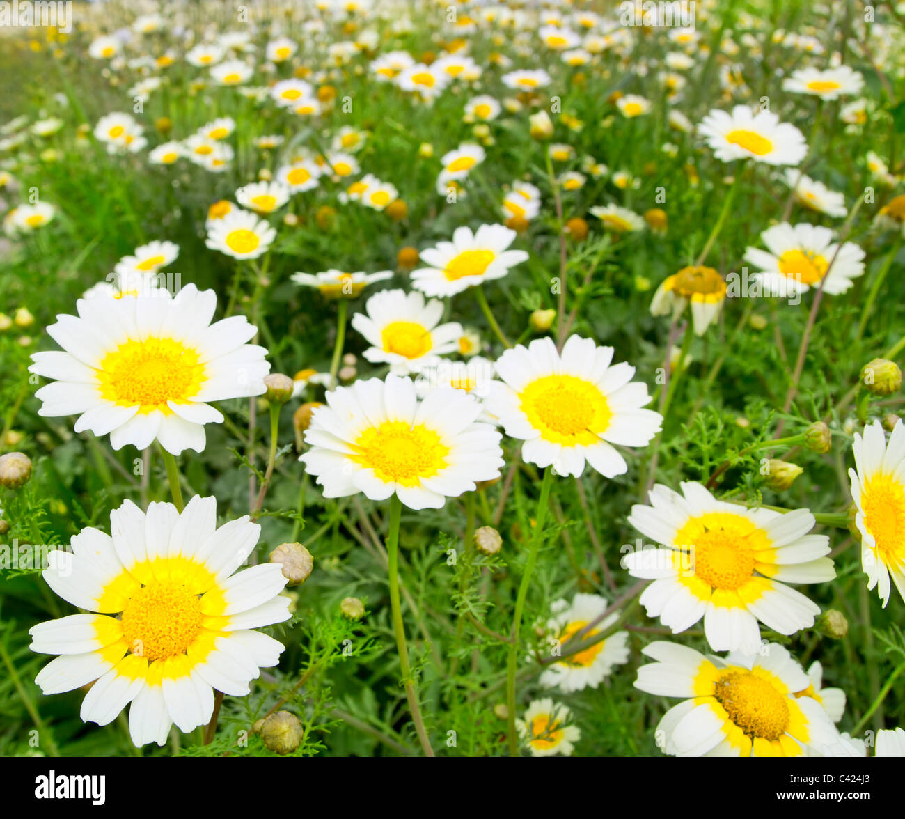 Daisy fleurs de printemps jaune et blanc sur le terrain prés colorés Banque D'Images