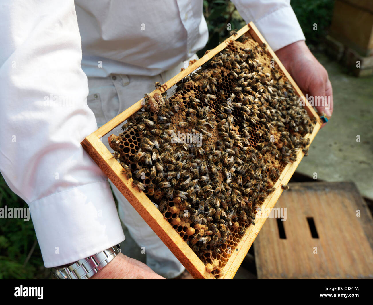 Image d'une ruche d'abeilles et de couvain contenant des cellules avec Queen Bee entrant dans la cellule de la Reine Banque D'Images
