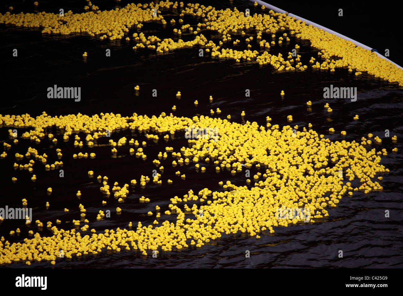 Canards en plastique jaune dans la rivière panier, à la course de canards Paisley Banque D'Images