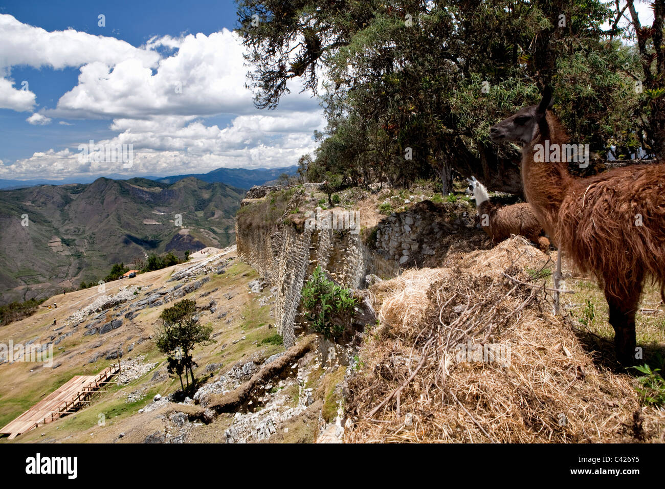 Pérou, Chachapoyas Kuelap, mountain settlement et Citadelle, construite par le culture Chachapoyas (900-1200 AD). Les lamas. Banque D'Images