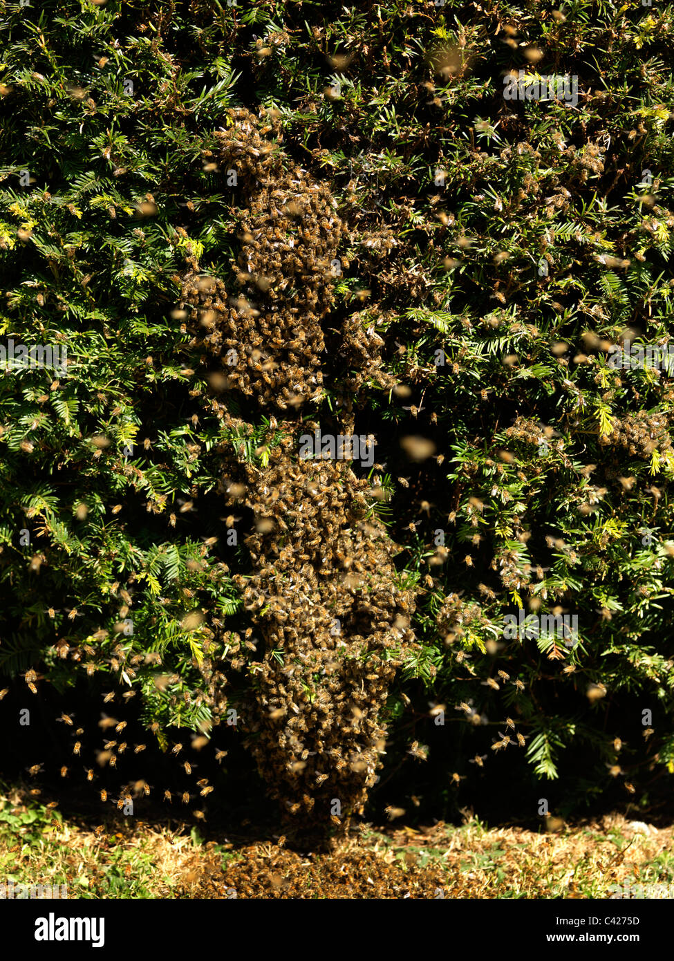 Collecte de l'essaimage des abeilles sur le bas d'un arbre Banque D'Images