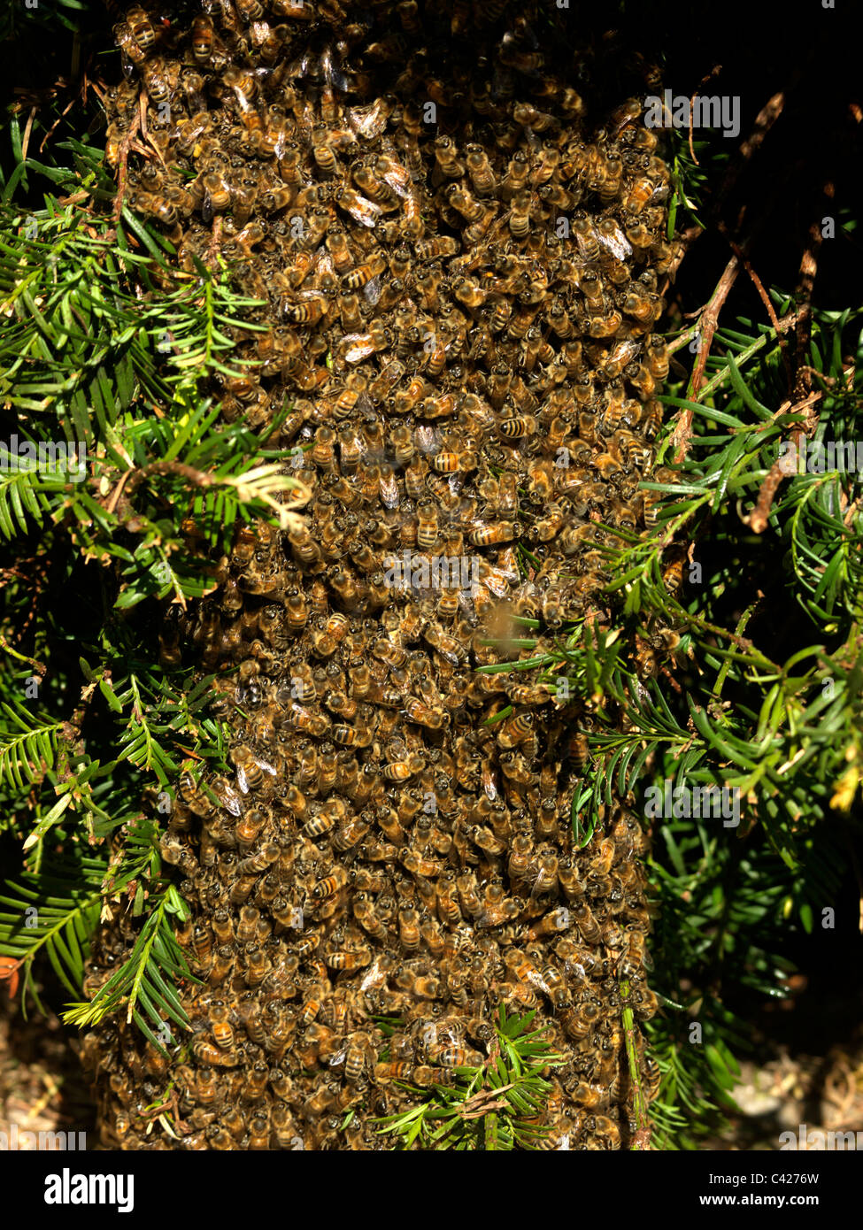 Essaim d'abeilles du miel sur un arbre Banque D'Images