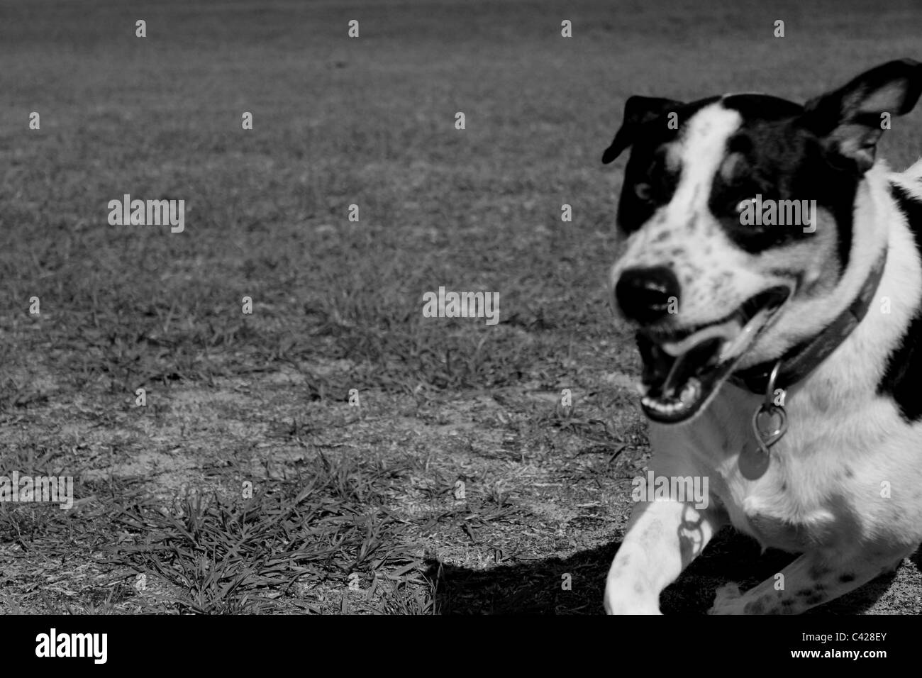 chien de Sprint. Banque D'Images