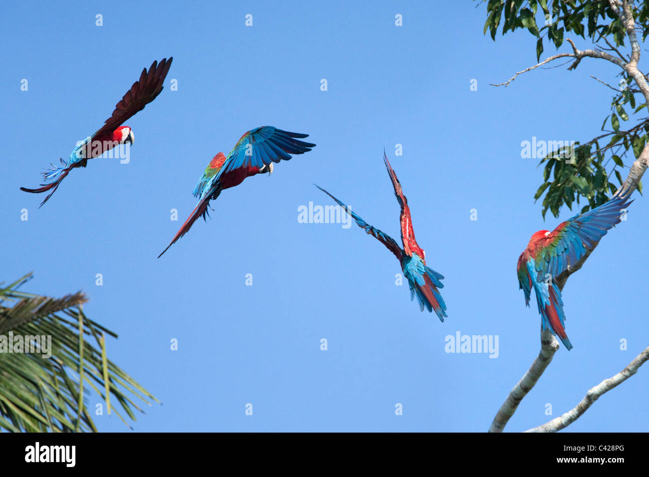Parc national de Manu, les aras rouges et verts ( Ara chloroptera ) près de Tambo Blanquillo lécher l'argile. L'avion. Banque D'Images