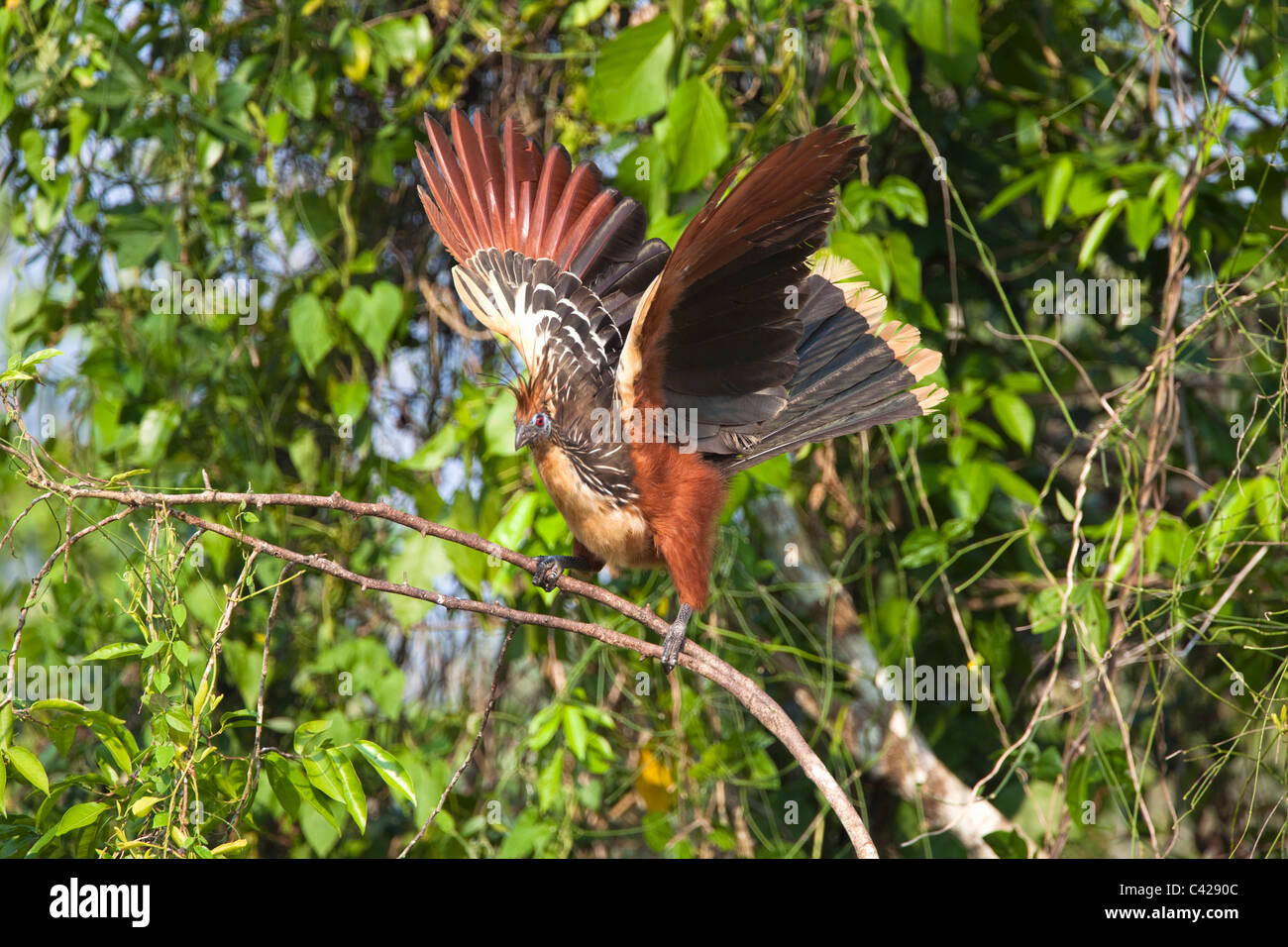 Pérou, Boca Manu, Manu Blanquillo, Parc National, Patrimoine Mondial de l'UNESCO. Oiseau Hoatzin Opisthocomus opithocamus ( ). Banque D'Images