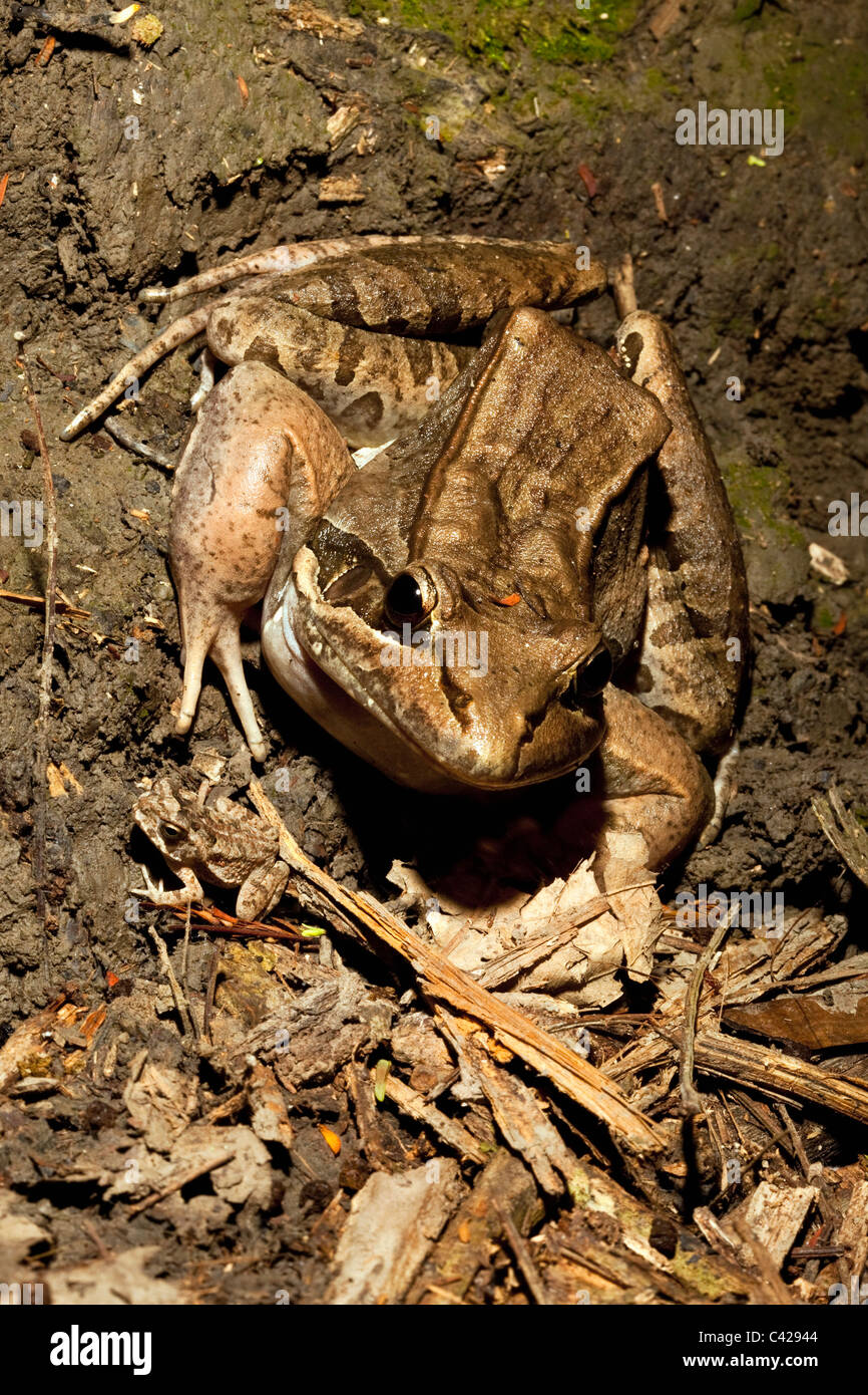 Pérou, Boca Manu, Manu Blanquillo, Parc National, Patrimoine Mondial de l'UNESCO. La Grenouille et les jeunes. Banque D'Images