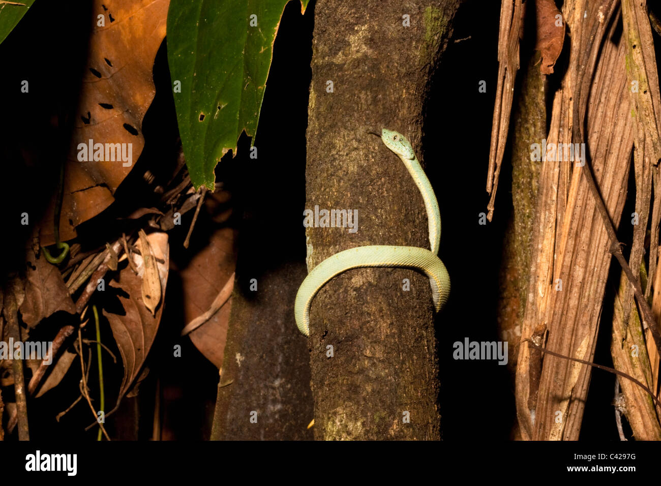 Parc national de Manu, jeune serpent Parrot ( Bothriopsis bilineata ), une espèce venimeuse pitviper. Banque D'Images