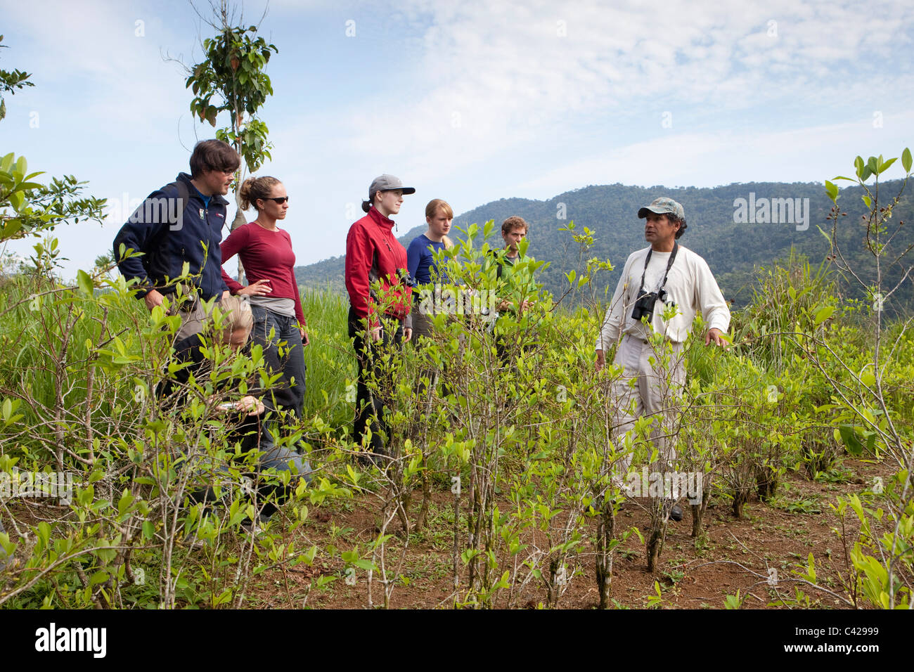 Le Pérou, l'Atalaya, guide touristique expliquant à propos de feuilles de coca dans les plantations de coca. Banque D'Images