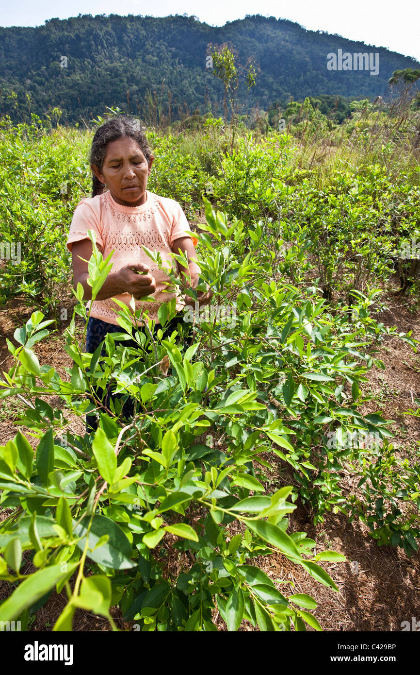 Le Pérou, l'Atalaya, plantation de Coca. Woman picking feuilles. Banque D'Images