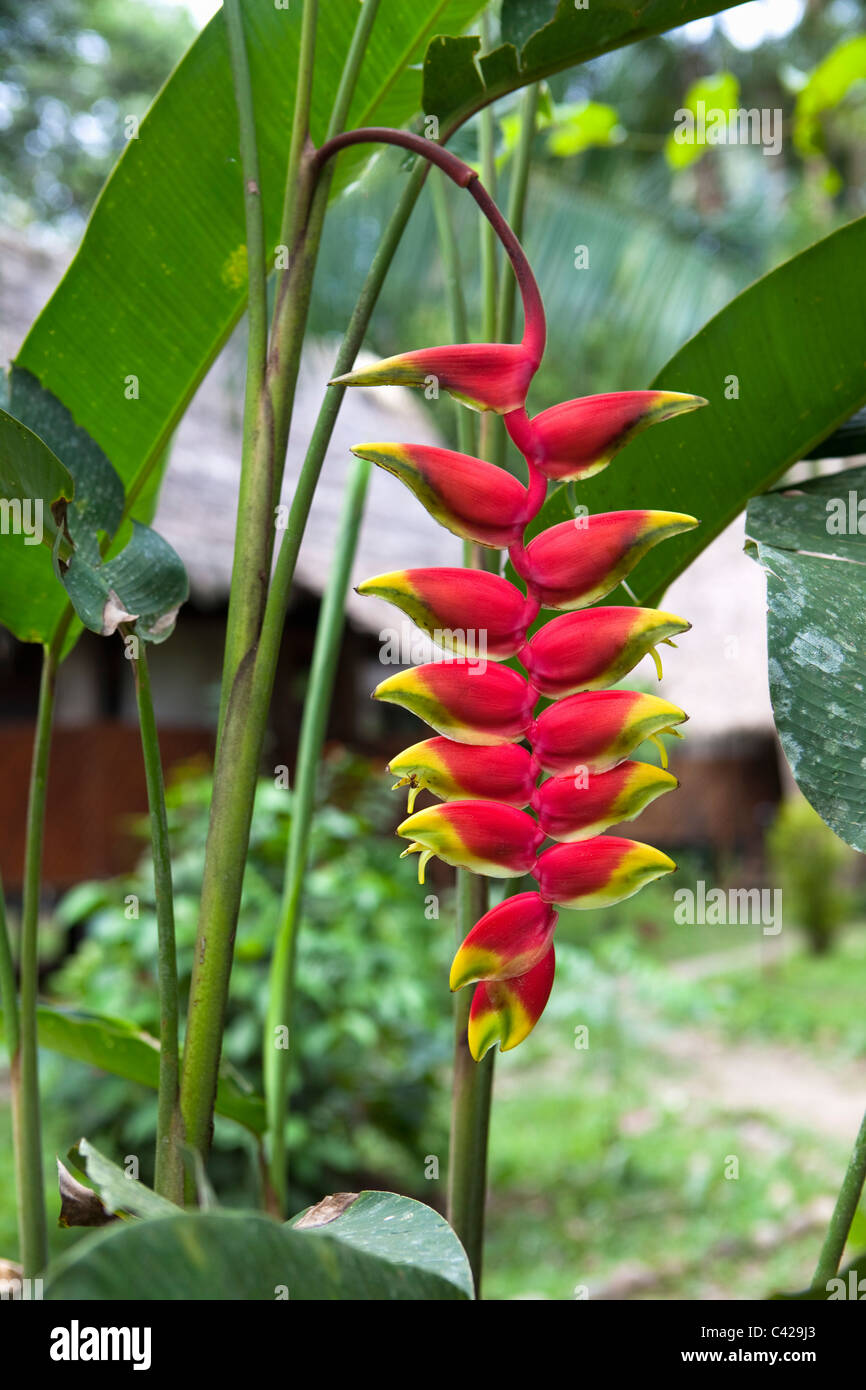 Pérou, Boca Manu, parc national de Manu, Manu Wildlife Center, Heliconia fleur dans le jardin. Banque D'Images