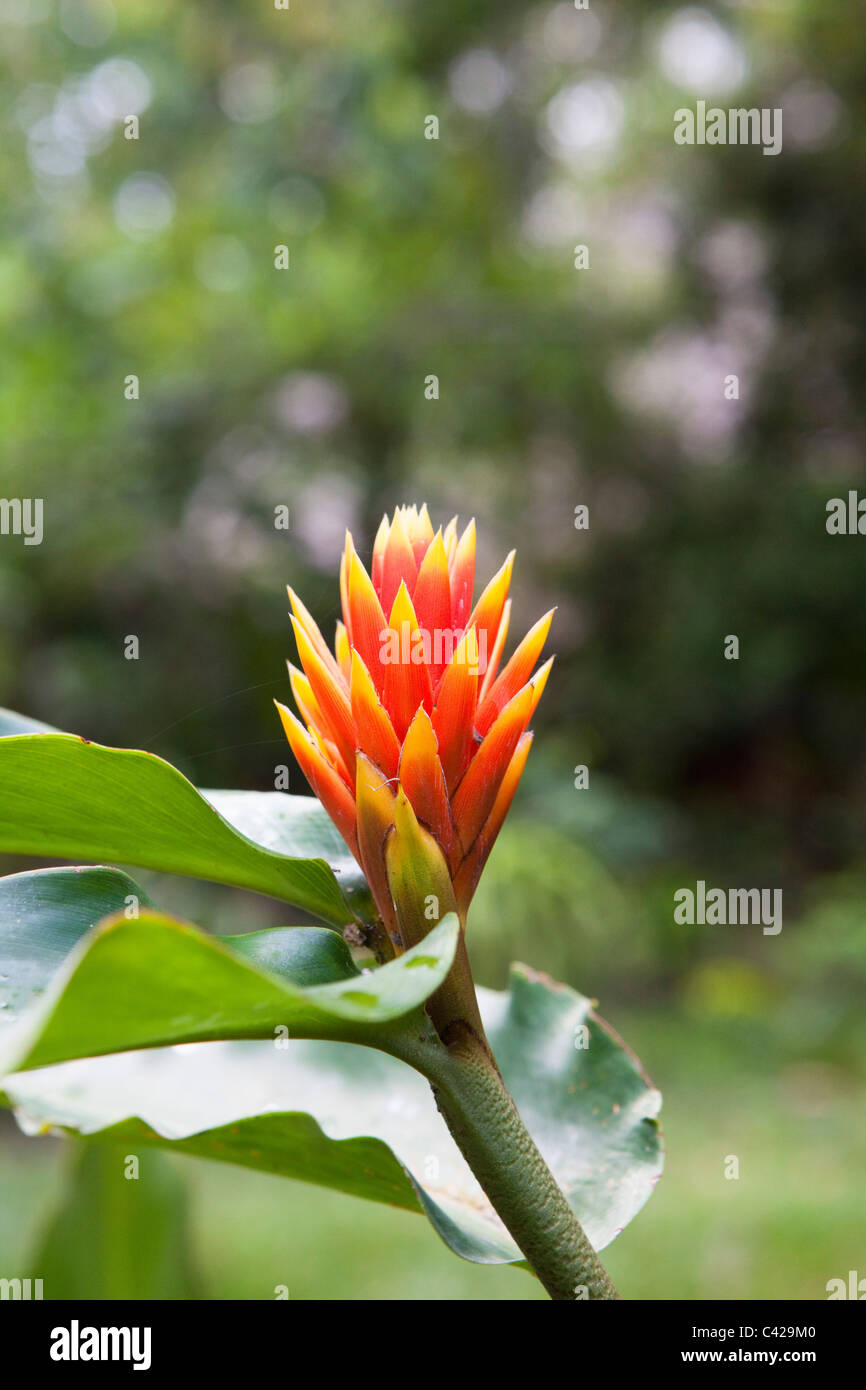 Pérou, Boca Manu, parc national de Manu, Manu Wildlife Center, fleur dans le jardin. Banque D'Images
