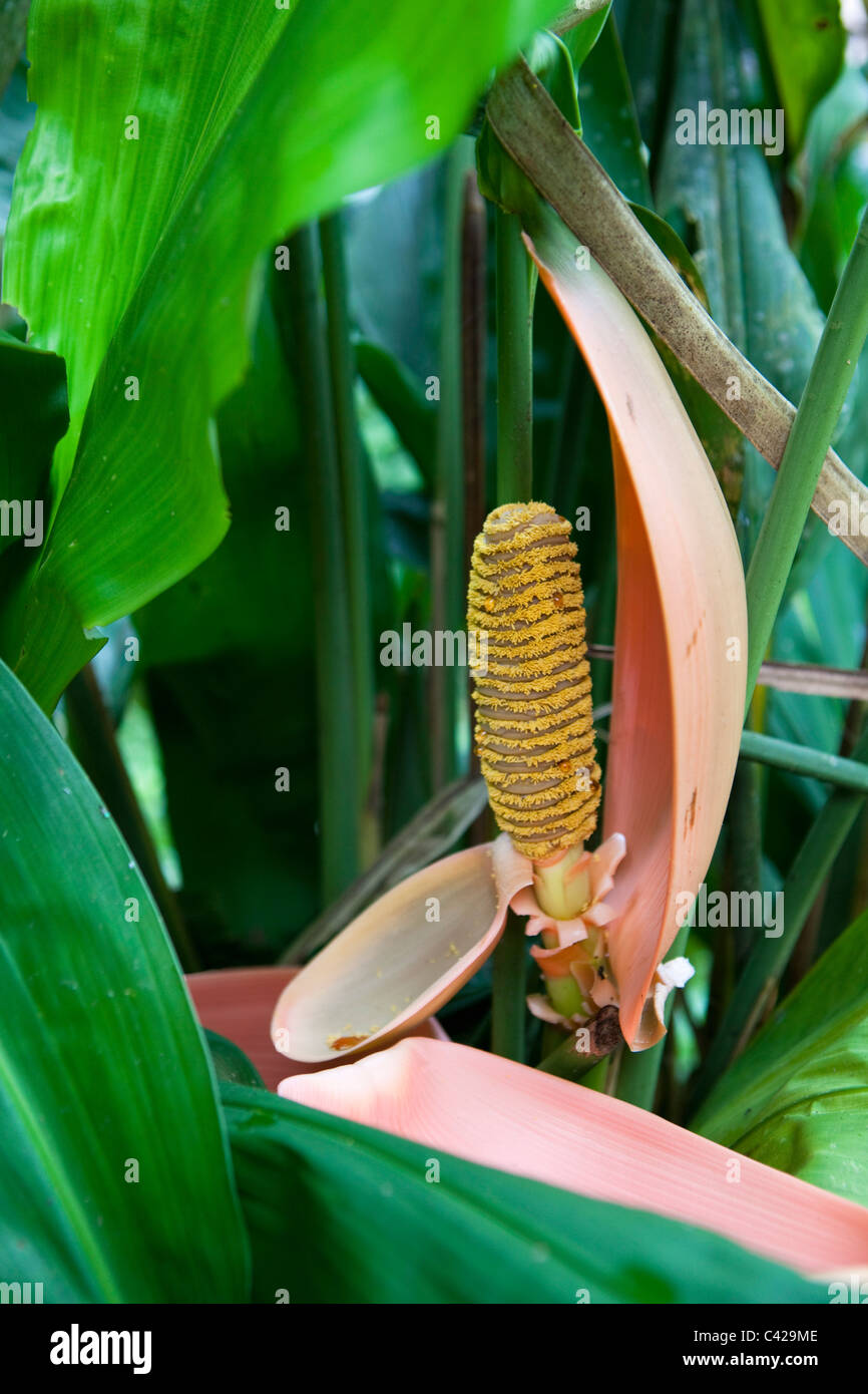 Pérou, Boca Manu, parc national de Manu, Manu Wildlife Center, fleur dans le jardin. Banque D'Images
