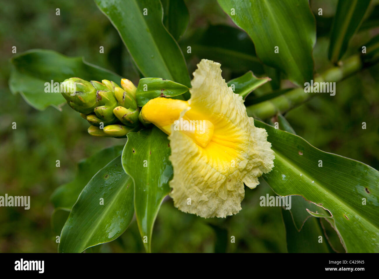 Pérou, Boca Manu, parc national de Manu, Manu Wildlife Center, fleur dans le jardin. Banque D'Images