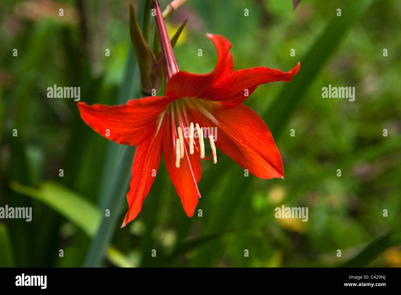 Pérou, Boca Manu, parc national de Manu, Manu Wildlife Center, fleur dans le jardin. Banque D'Images