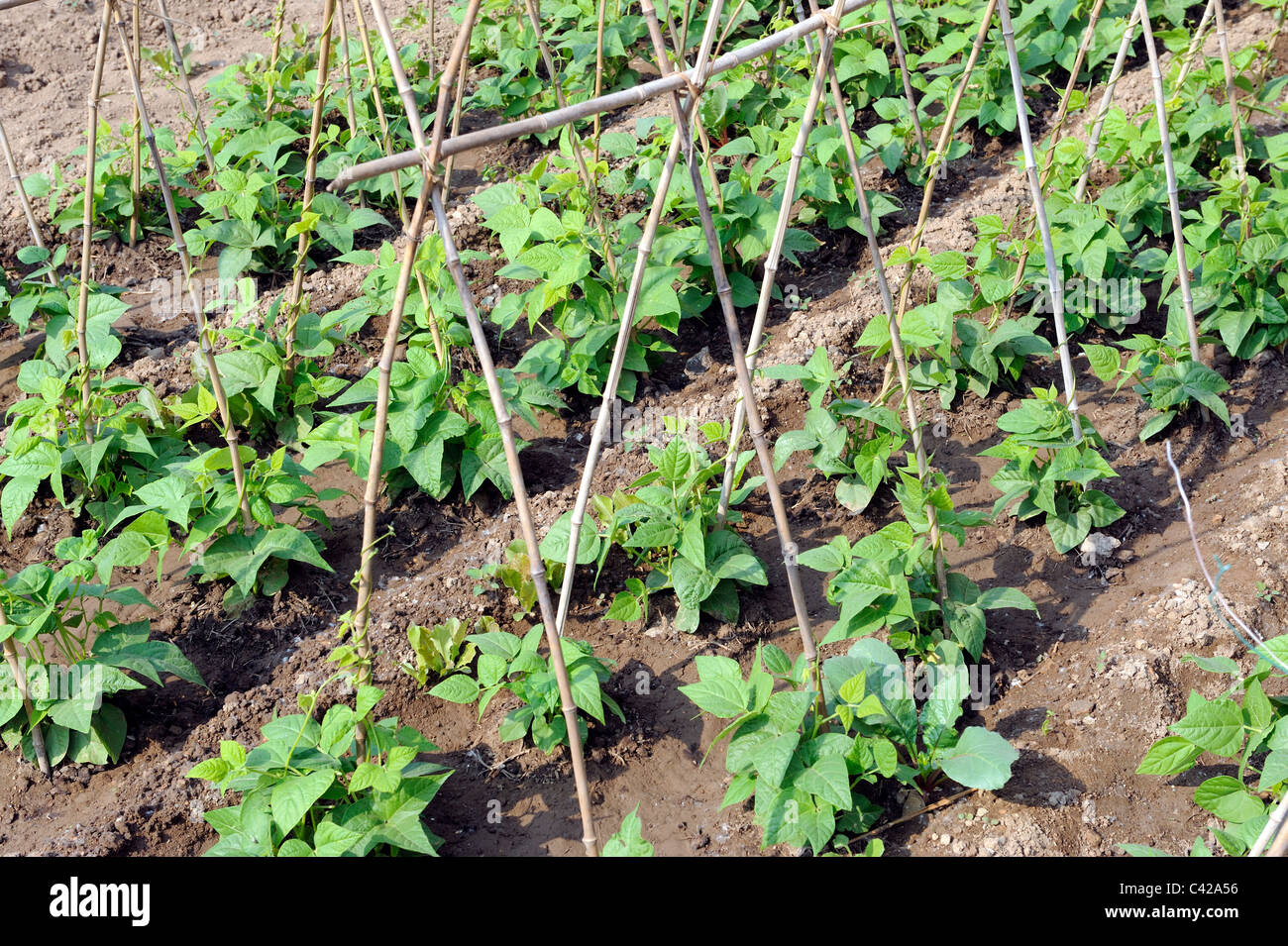 Planter des légumes de la famille Banque D'Images
