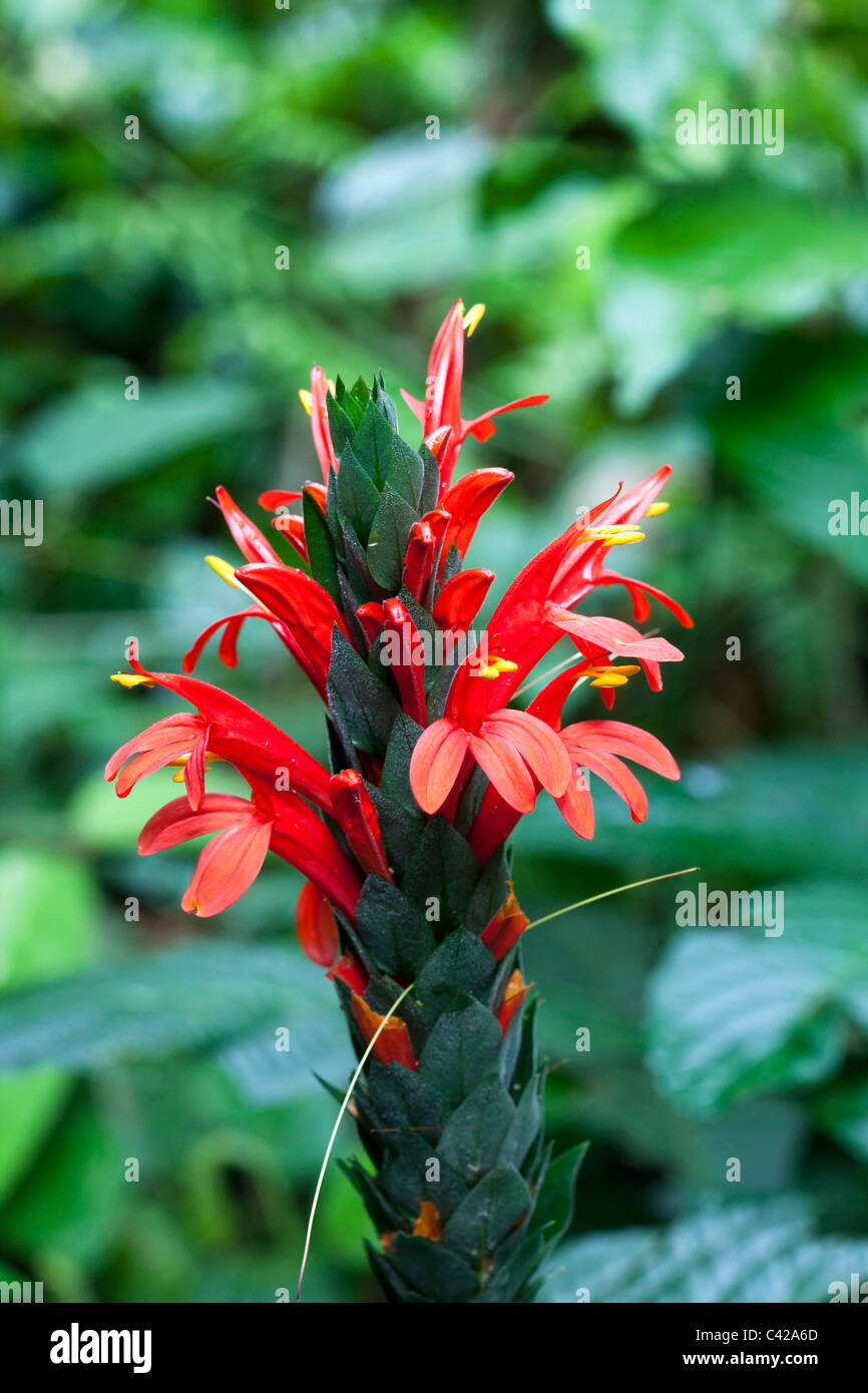 Pérou, Cruz de Mayo, parc national de Manu, UNESCO World Heritage Site, montagnes Pantiacolla. Fleur rouge, en fleurs. Banque D'Images Pérou, Cruz de Mayo, parc national de Manu, UNESCO World Heritage Site, montagnes Pantiacolla. Fleur rouge, en fleurs. Banque D'Images