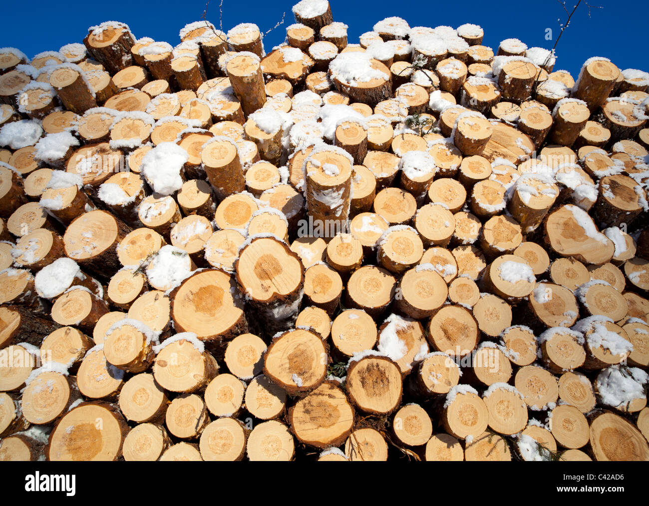 Gros plan d'une pile de grumes de pin fraîchement coupées ( pinus sylvestris ) , Finlande Banque D'Images