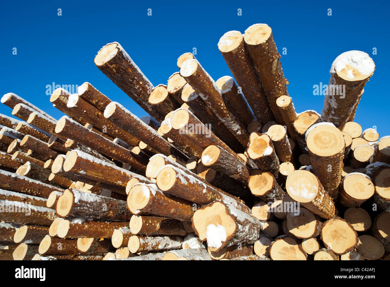 Pile de grumes de pin fraîchement coupées ( pinus sylvestris ) , Finlande Banque D'Images