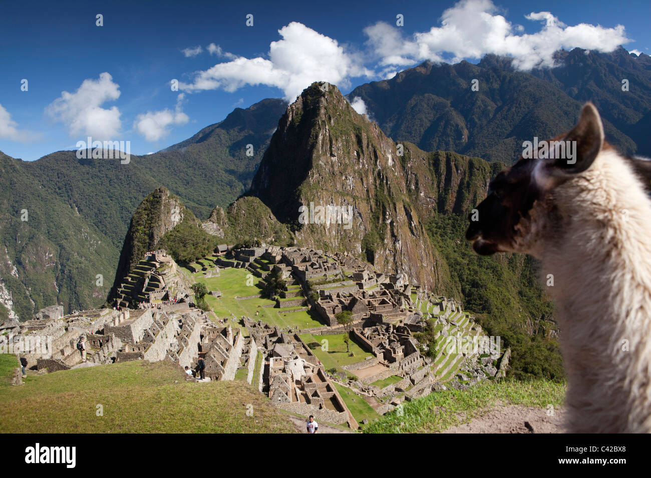 Le Pérou, 15ème siècle site Inca situé à 2 430 mètres (7 970 ft) au-dessus du niveau de la mer. Llama. (Lama glama). Banque D'Images