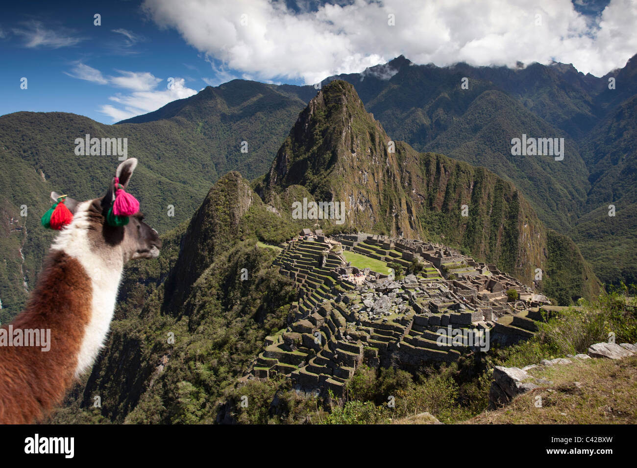 Le Pérou, 15ème siècle site Inca situé à 2 430 mètres (7 970 ft) au-dessus du niveau de la mer. Llama. (Lama glama). Banque D'Images
