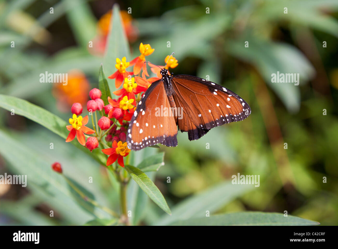 Papillon Danaus gilippus (Queen) assis sur une plante en fleurs dans le centre de la Floride, USA Banque D'Images