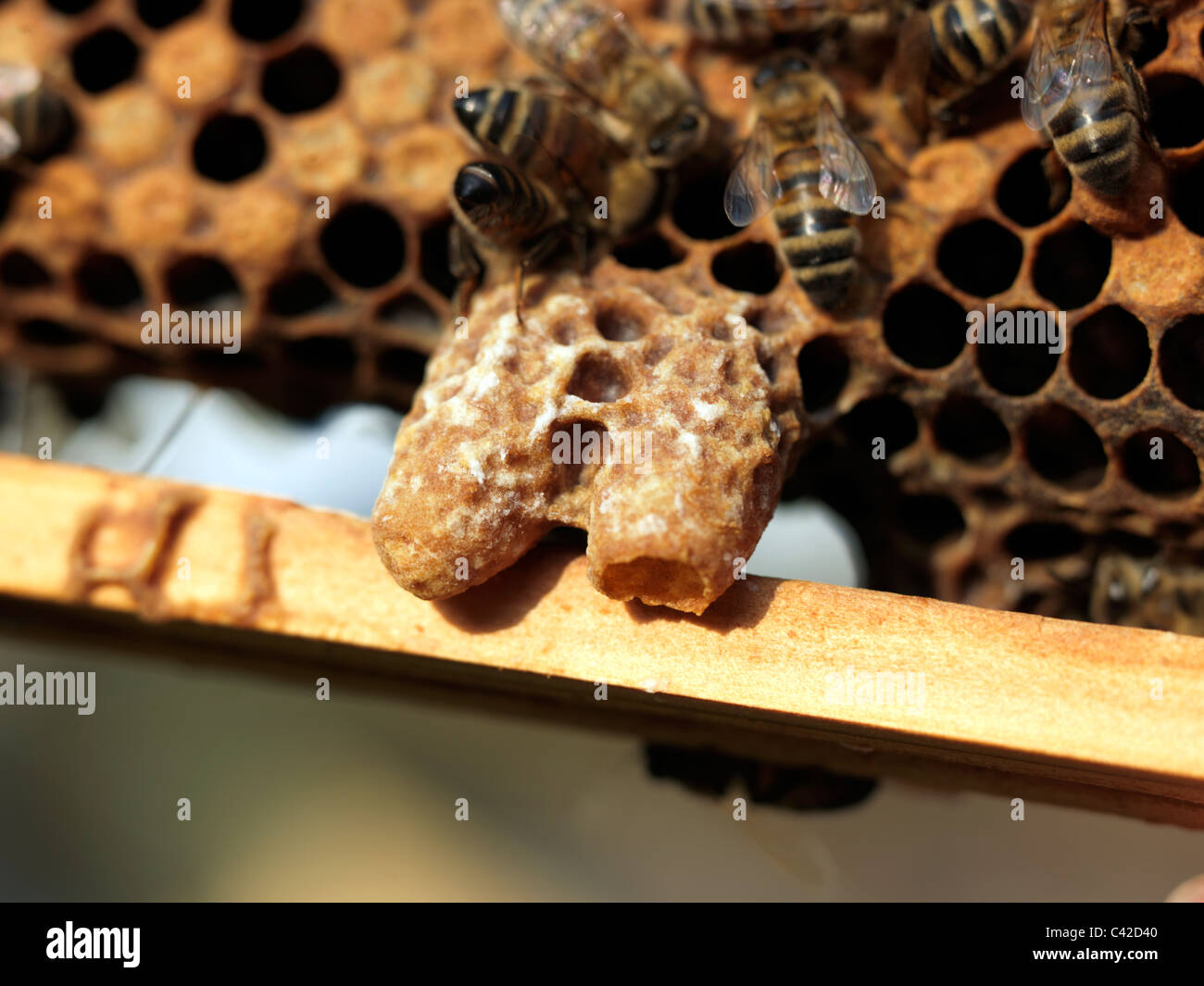 Image d'une ruche d'abeilles et de couvain contenant des cellules royales sur le bord de l'image 1 l'autre plafonnée plafonnés Banque D'Images
