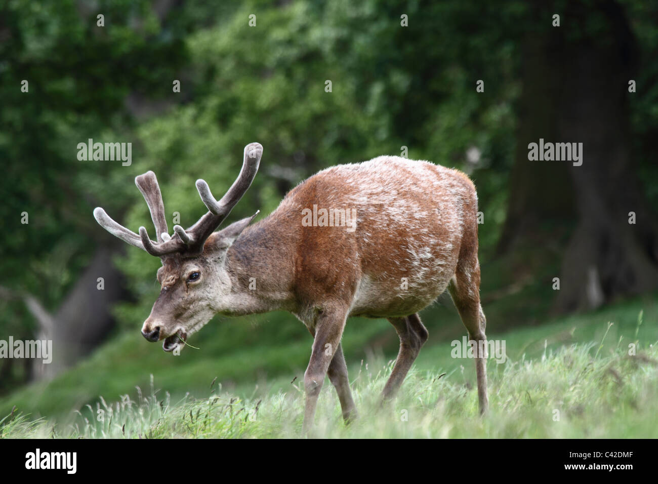 Red deer Banque D'Images
