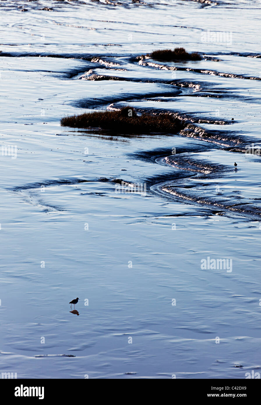 Le bécasseau variable Calidris alpina en silhouette sur l'alimentation des zones humides du pays de Galles Royaume-uni Newport vasières Banque D'Images