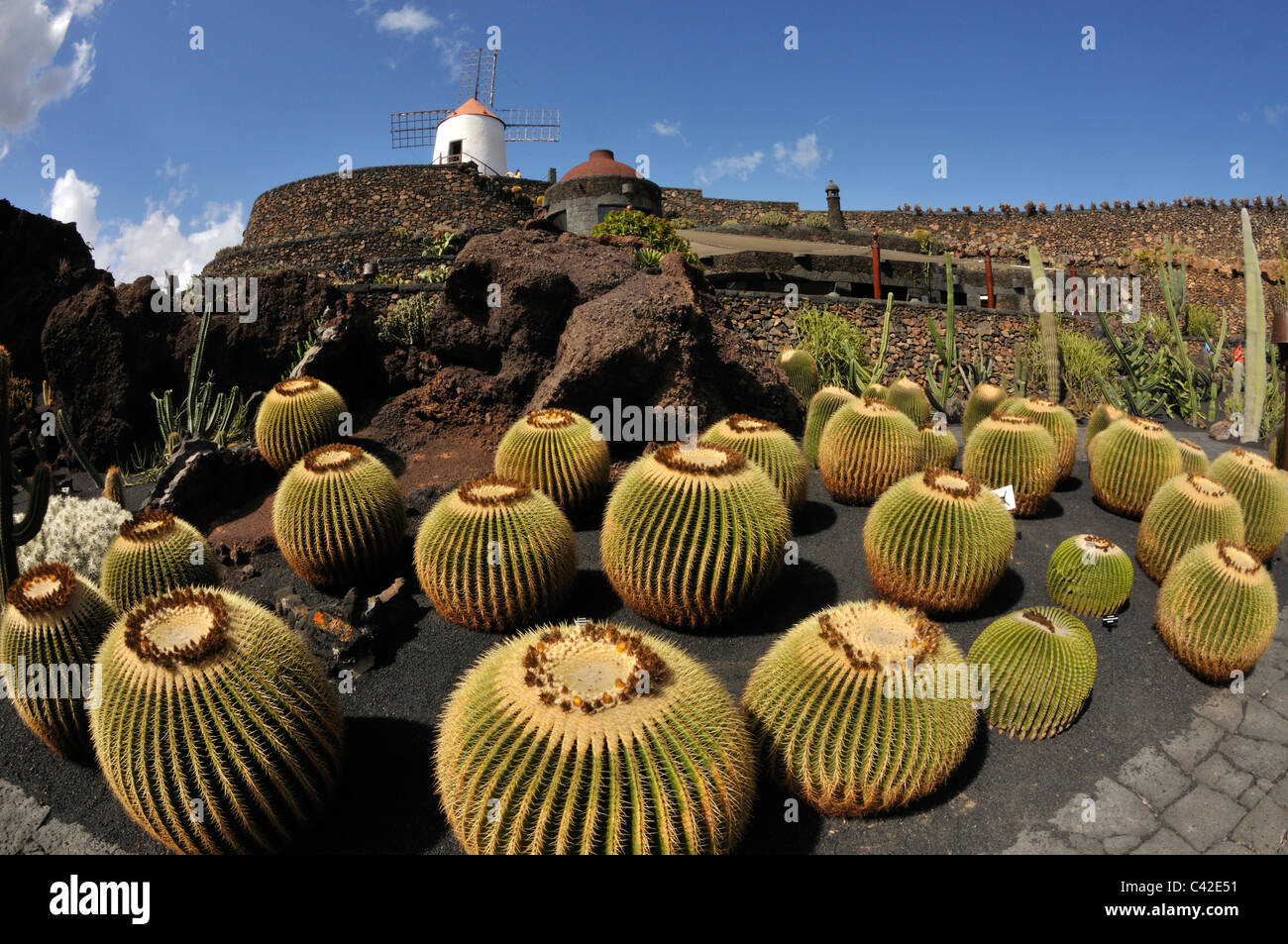 Golden Barrel Cactus Cactus Garden (jardin de cactus), 'Lanzarote Canaries Banque D'Images
