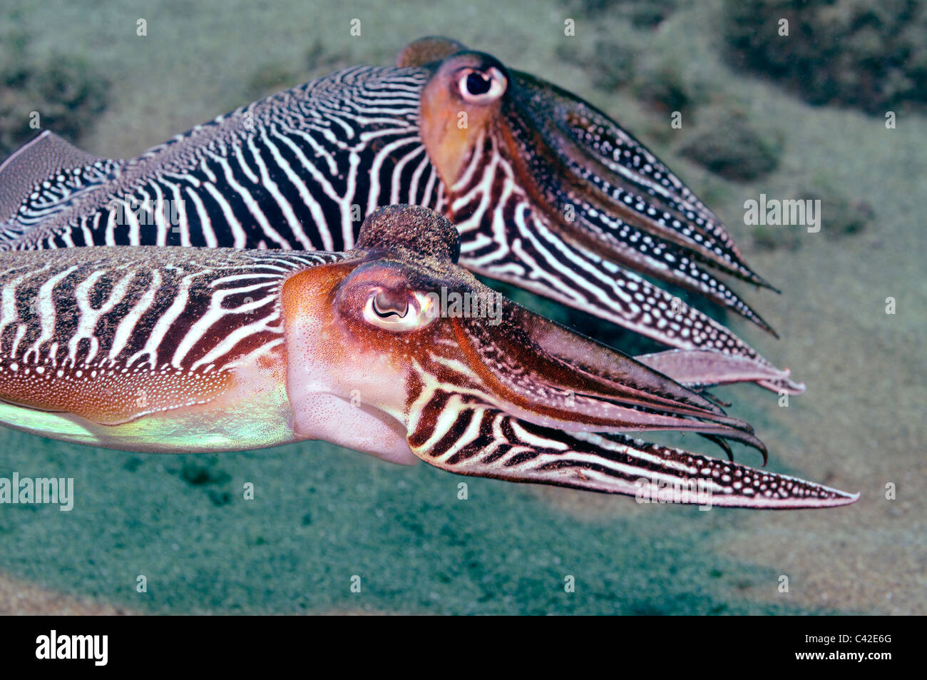 Deux Seiches (Sepia officinalis) nageant ensemble sous l'eau Banque D'Images