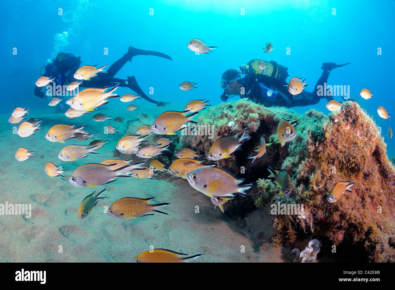 Castagnoles noires de l'Atlantique, Chromis limbatus, de nombreux plongeurs en arrière-plan, Lanzarote Banque D'Images