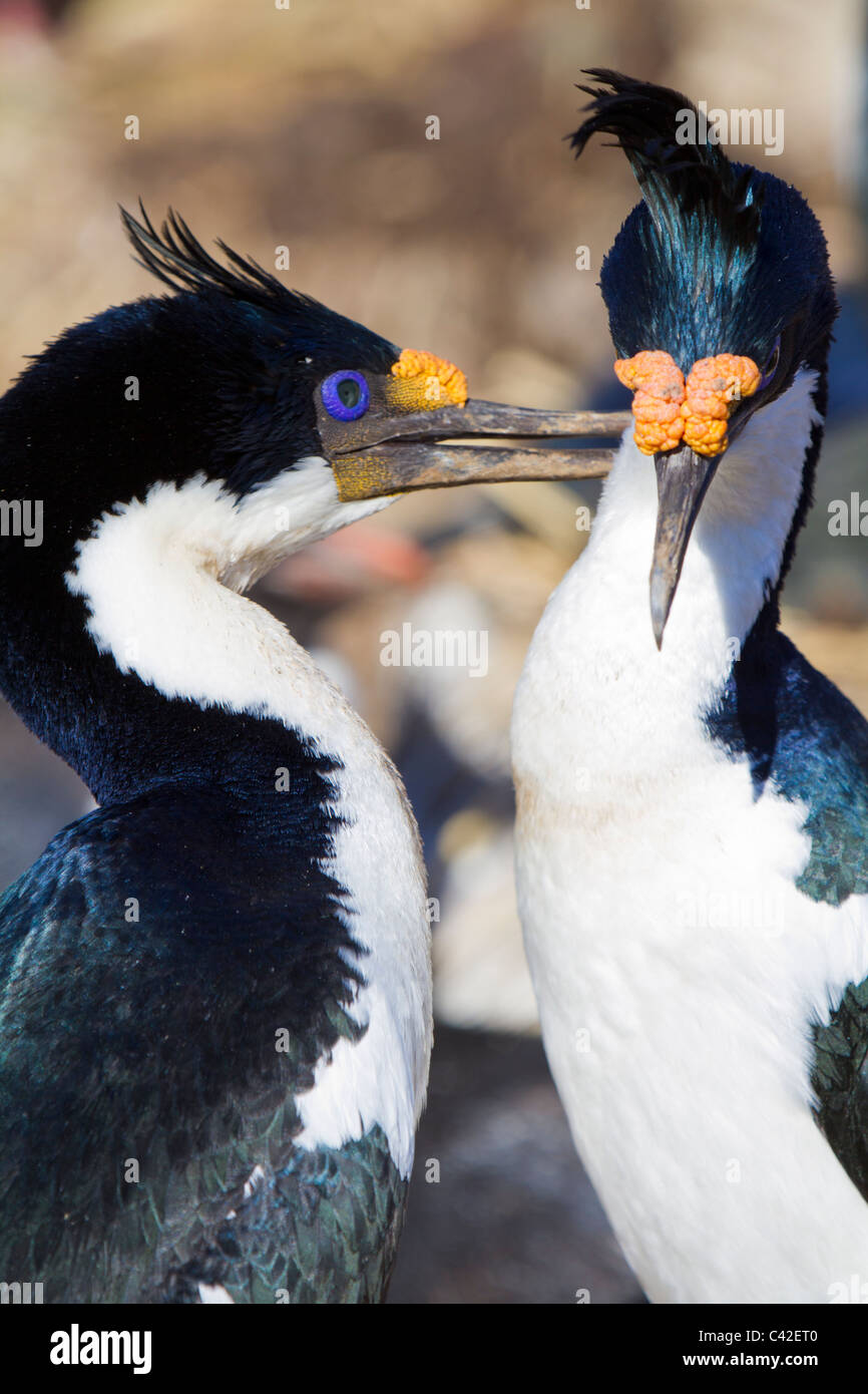 Paire de cormorans aux yeux bleus se lissant les uns les autres à la colonie de reproduction à New Island, West Falkland Banque D'Images