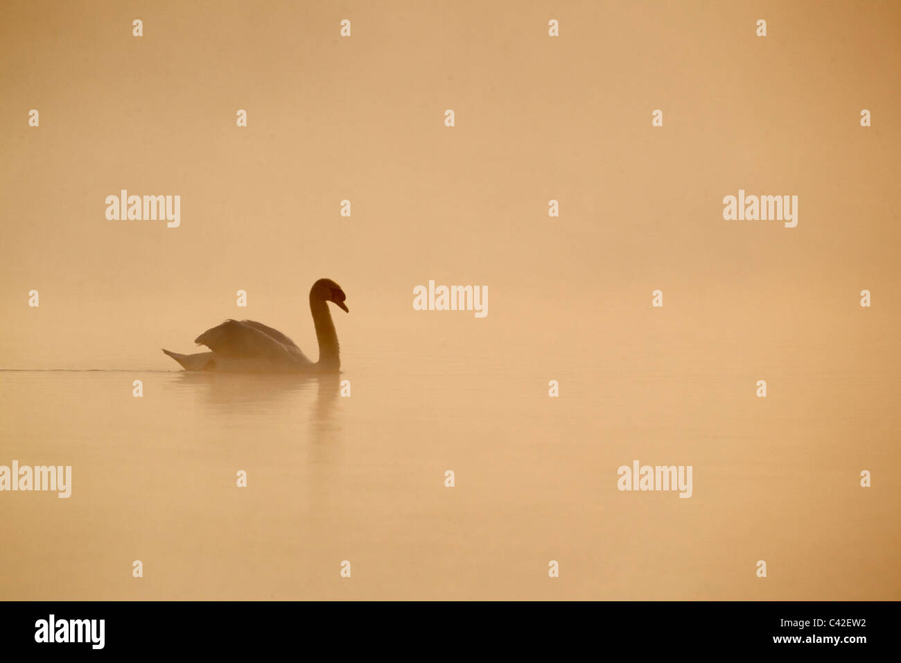 Cygne muet, Cygnus olor, seul oiseau sur l'eau à l'aube dans la brume, Derbyshire, Mai 2011 Banque D'Images