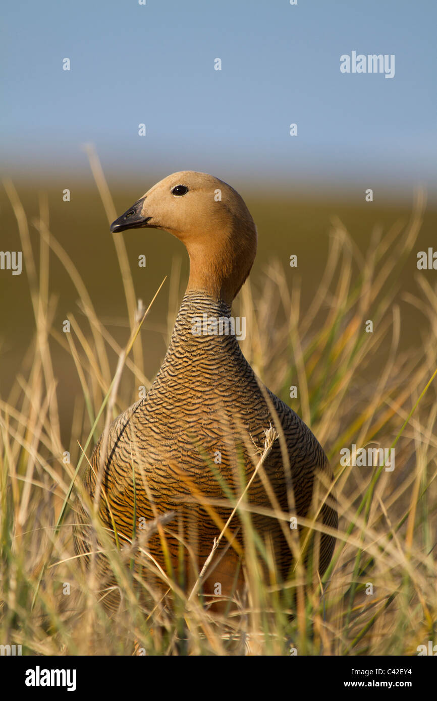Tournepierre à tête rousse, New Island, West Falkland Banque D'Images