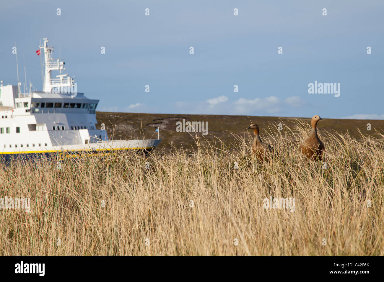 Ruddy oies à tête Nouveau Island, West Falkland Banque D'Images