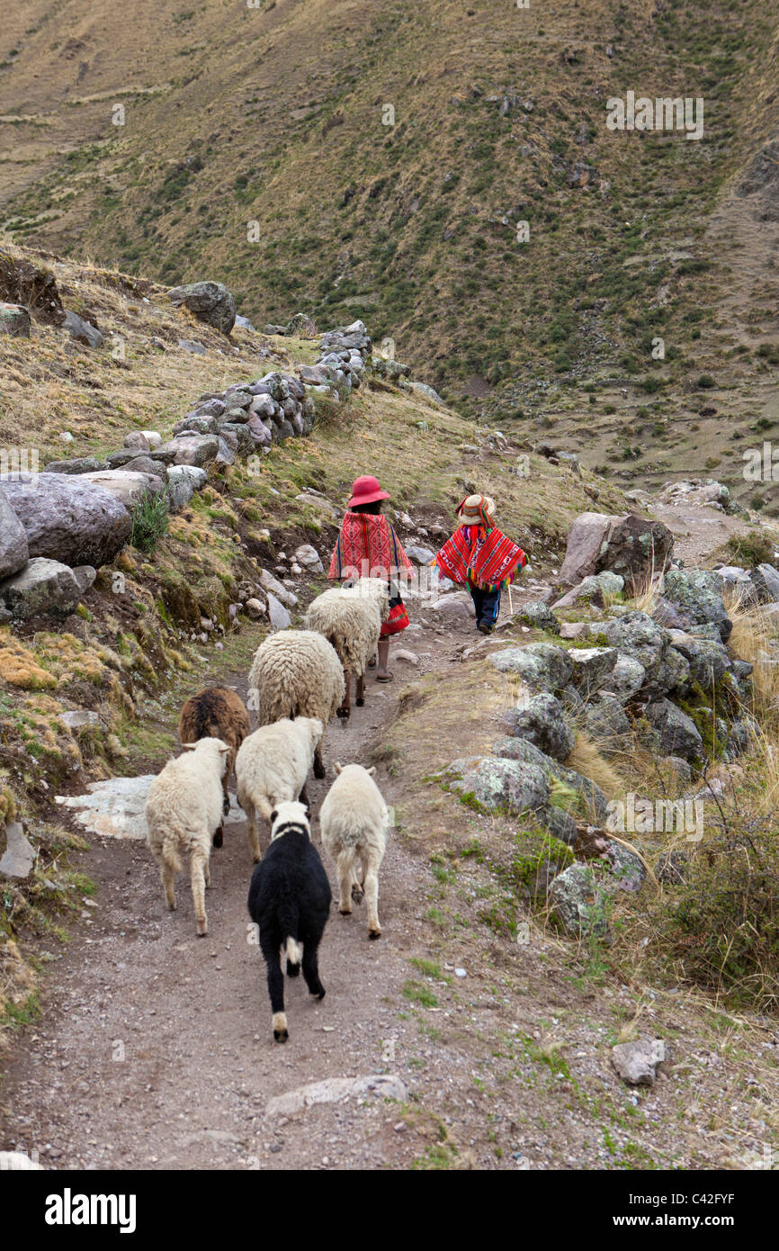 Pérou, Patakancha, village Patacancha, près de Ollantaytambo. Garçon et  fille indienne en vêtements traditionnels troupeaux de moutons Photo Stock  - Alamy