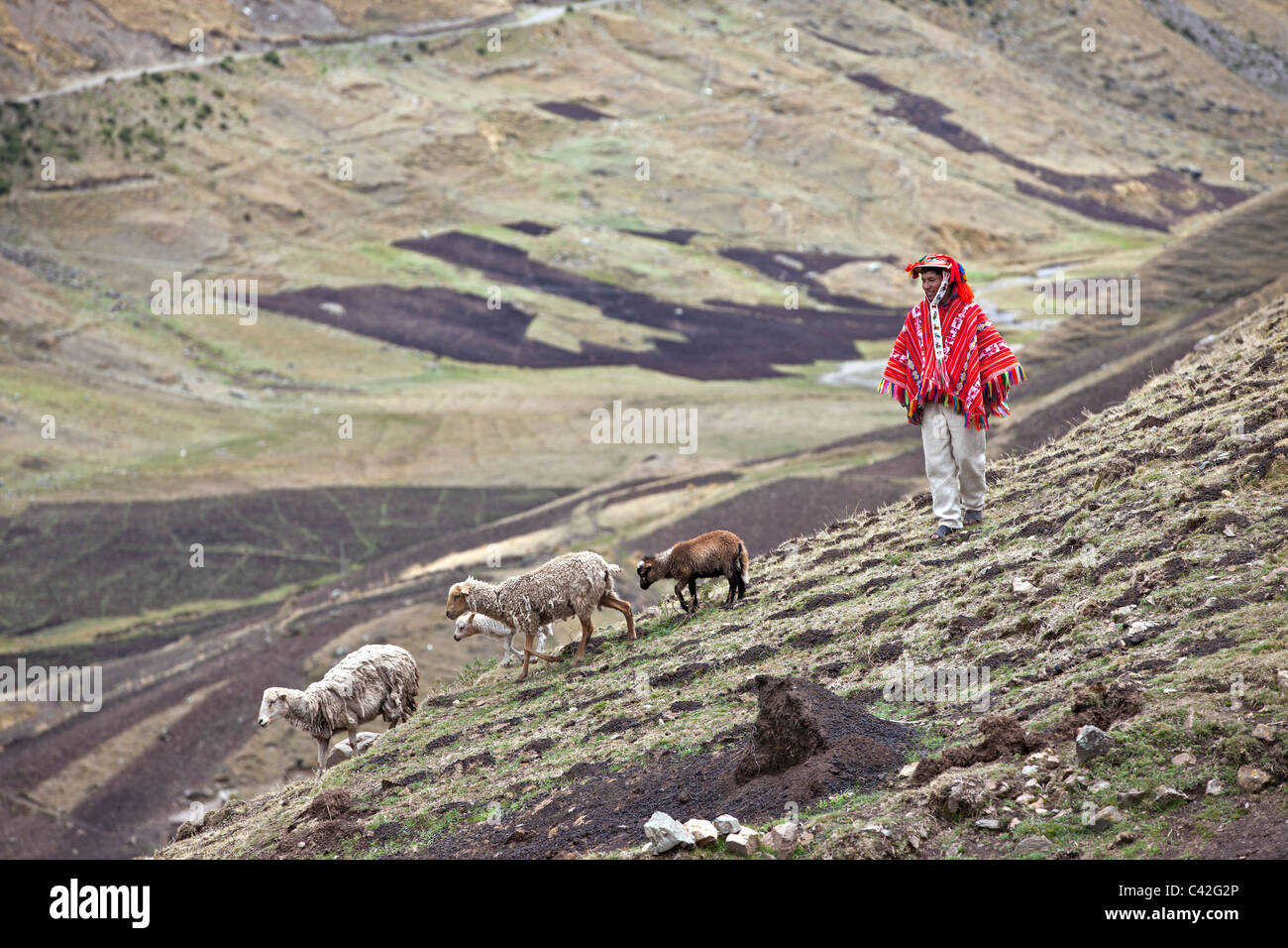 Pérou, Patakancha, village Patacancha, près de Ollantaytambo. L'homme indien en vêtements traditionnels troupeaux de moutons. Banque D'Images